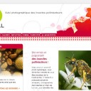Un site interactif et communautaire pour mieux comprendre les insectes