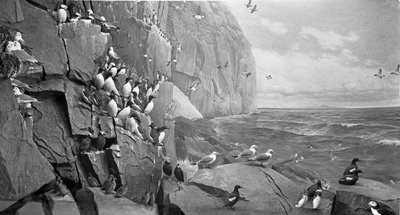 AMHN Bird Life on an Arctic Island, Bering Strait 1929