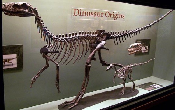 Squelletes du Herrerasaurus et Eoraptor, Musée nord-américain de la vie antique. (c) Zach Tirrell Read more: http://www.digitaljournal.com/tech-and-science/technology/google-launches-eye-opening-virtual-tour-of-world-museums/article/474758#ixzz4Kc2avQhc