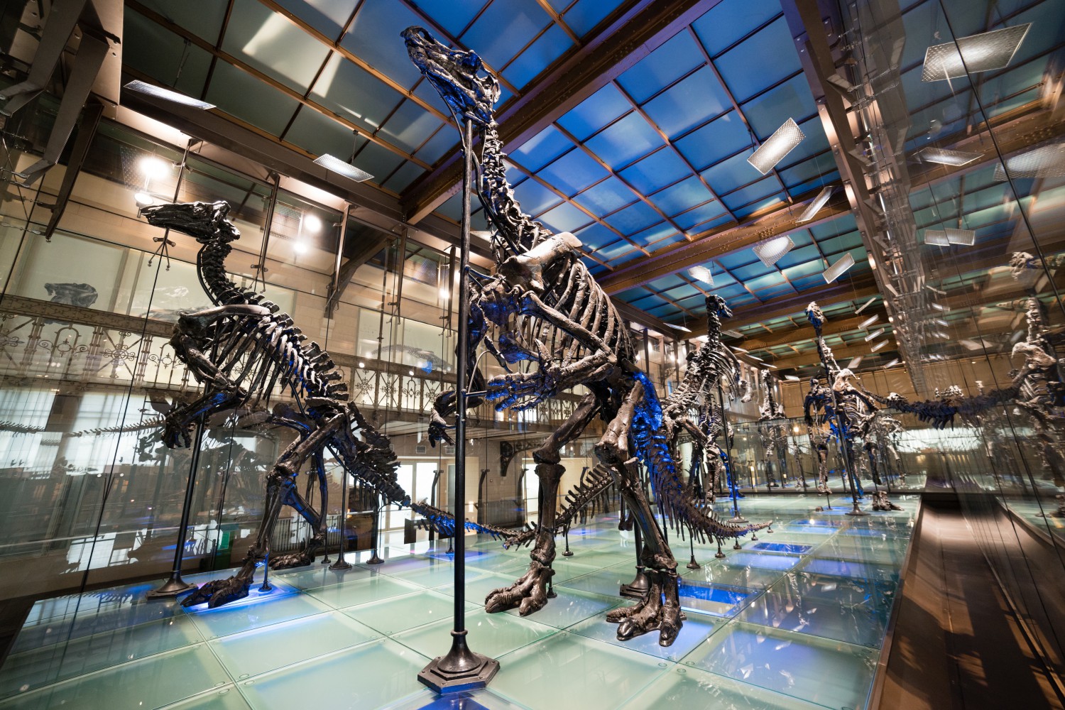 Iguanodons Bernissart (c) Museum voor Natuurwetenschappen