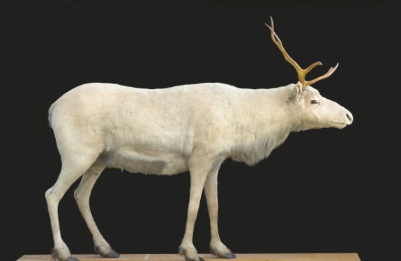 Image d'un caribou empaillé par GM Dawson (c) Andrew Niemann / Royal BC Museum
