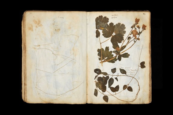 herbier 1558 (2)