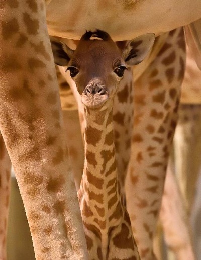 mnhn zoo-girafe-vincennes