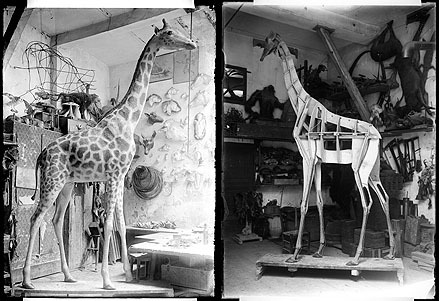 museum toulouse girafe_restauration2