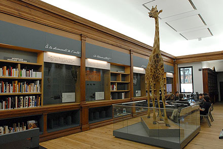 Préparation de l'inauguration du Muséum : réunion de travail du pôle documentaire dans la bibliothèque Emile Cartailhac.  Girafe au premier plan.
