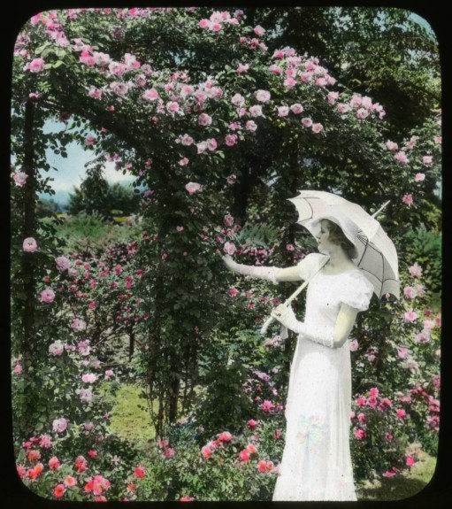 (c) Smithsonian Institution, Archives of American Gardens, J. Horace McFarland Collection